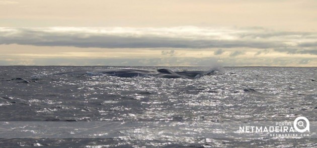 Baleia Azul na Madeira