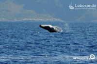 Baleia corcunda em frente ao Paul do Mar