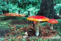 Cogumelhos de Outono na Madeira