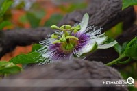 Flor do Maracuja