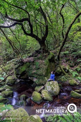 When trees grow on rocks ...