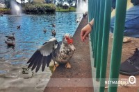 Pequeno pato no Parque