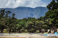 Fanal - Floresta Laurissilva na Madeira