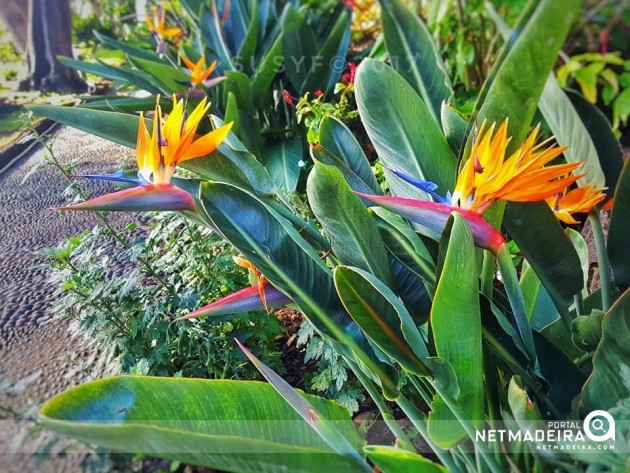 Flor Típica na Região