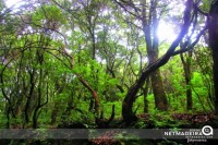 Levada Caldeirão Verde