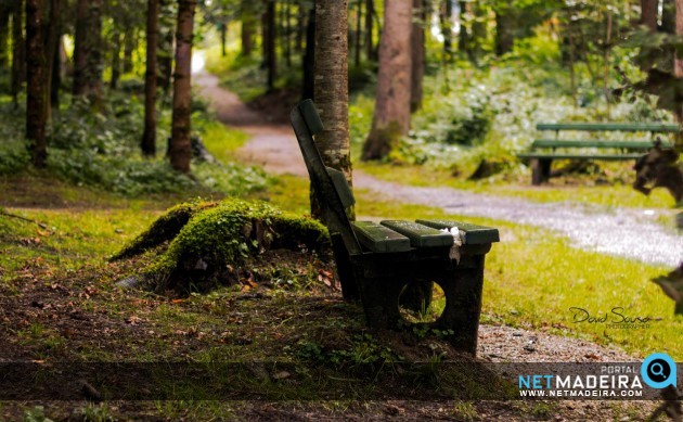 Madeira - Quiet Forest