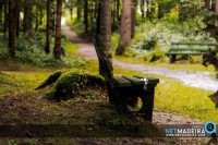 Madeira - Quiet Forest