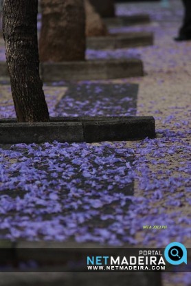 Jacarandá na cidade do Funchal