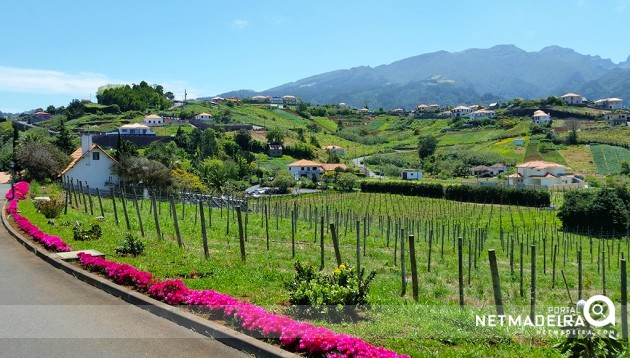 Viticultura em Santana