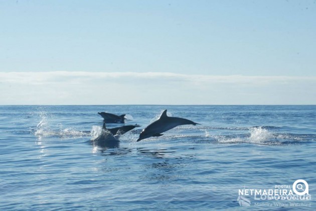 Madeira Whalewatching