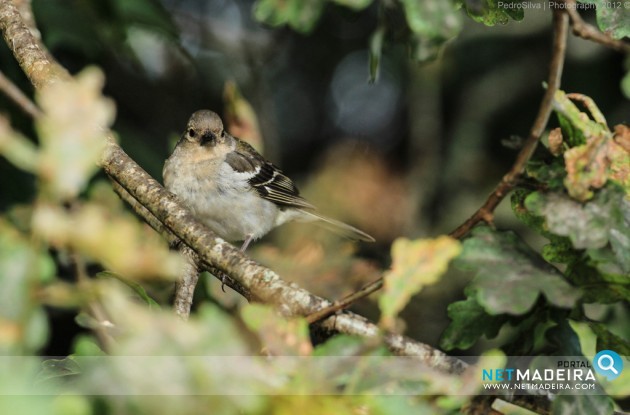 Fringilla Coelebs Maderensis