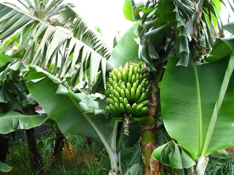 Banana da Madeira quer apoios renovados